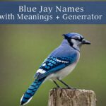 Blue Jay Names