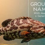 Grouper Names