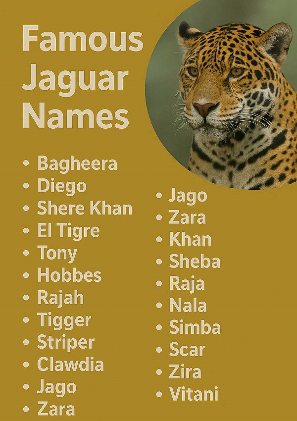 Famous Jaguar Names
