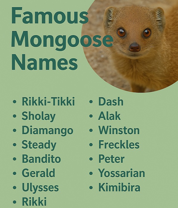 Famous Mongoose Names