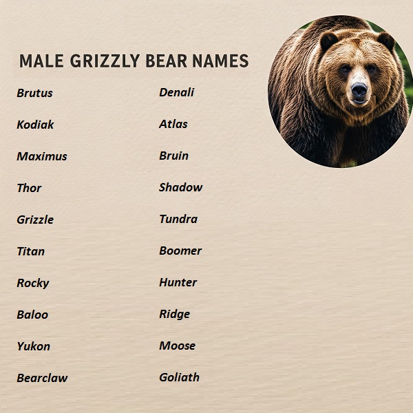 Male Grizzly Bear Names