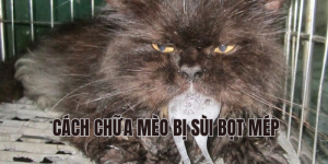 cách chữa mèo bị sùi bọt mép