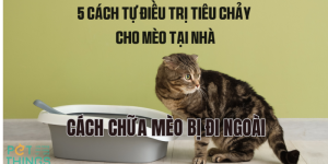cách chữa mèo bị đi ngoài