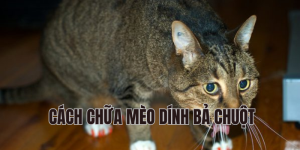 cách chữa mèo dính bả chuột