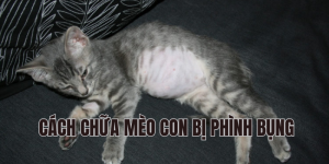 cách chữa mèo con bị phình bụng