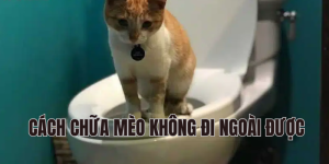 cách chữa mèo không đi ngoài được