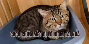 cách chữa mèo bị lòi dom tại nhà