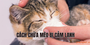cách chữa mèo bị cảm lạnh