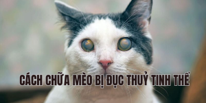 cách chữa mèo bị đục thuỷ tinh thể