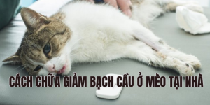 cách chữa giảm bạch cầu ở mèo tại nhà