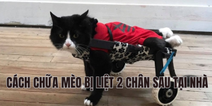 cách chữa mèo bị liệt 2 chân sau tại nhà