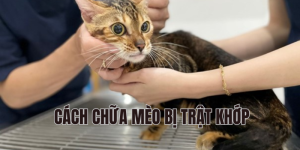 cách chữa mèo bị trật khớp