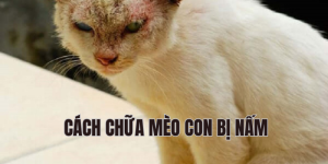 cách chữa mèo con bị nấm