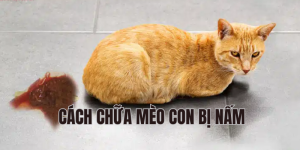 cách chữa mèo đi ngoài ra máu