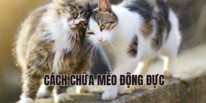 cách chữa mèo động đực