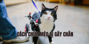 cách chữa mèo bị gãy chân