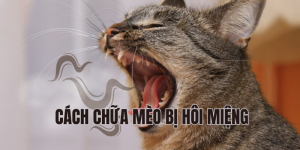 cách chữa mèo bị hôi miệng