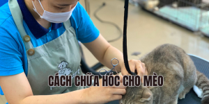 cách chữa hóc cho mèo