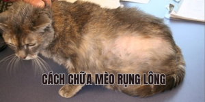 cách chữa mèo rụng lông