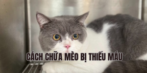 cách chữa mèo bị thiếu máu