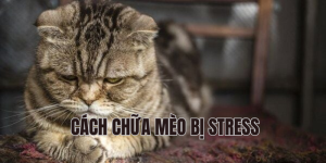 cách chữa mèo bị stress