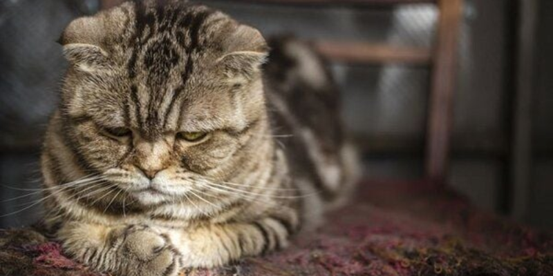 Lý do nào khiến mèo bị stress?