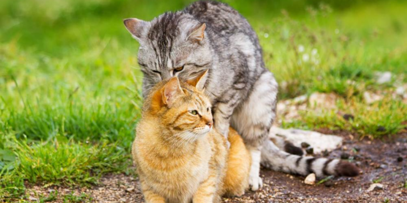 Cách chữa mèo động đực bằng biện pháp tự nhiên