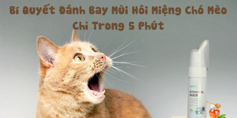 Dấu hiệu nhận biết mèo bị hôi miệng nghiêm trọng