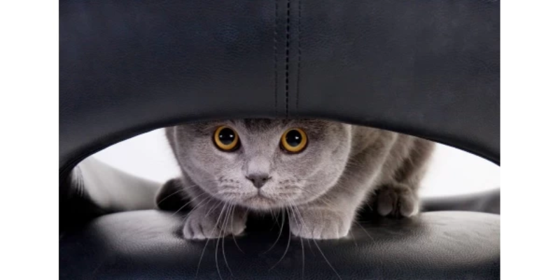 Dấu hiệu nhận biết mèo bị stress