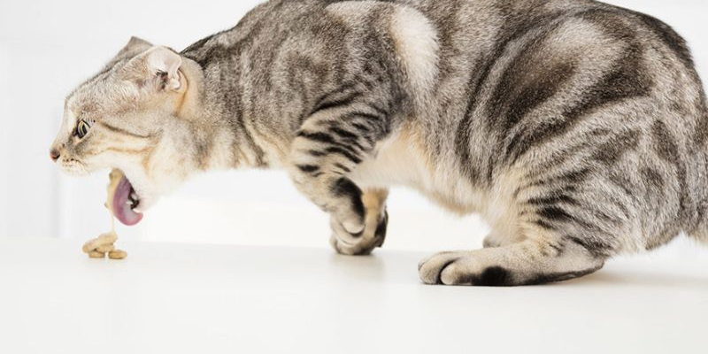 Điều trị chuyên sâu tại bác sĩ thú y