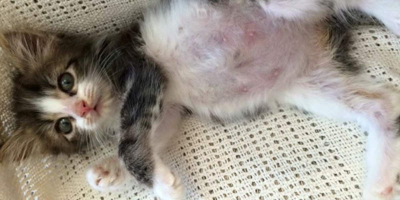 Cách chữa mèo con bị phình bụng