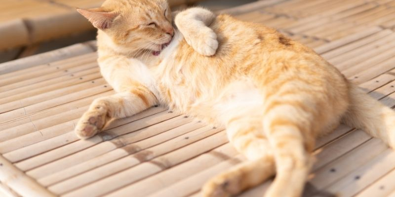 Cách chữa mèo không đi ngoài được tại nhà