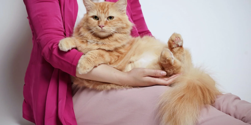 Hướng dẫn cách chữa mèo bị stress hiệu quả